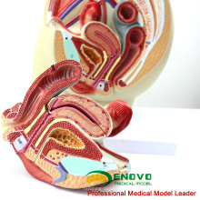 VENDA 12440 tamanho da vida Pelvis seção Anatomical Model 3part Anatomy